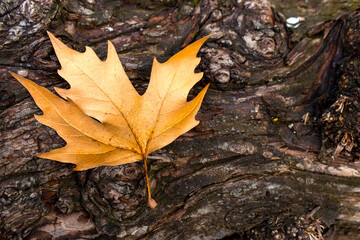 Naklejka na ściany i meble autumn leaves on tree trunk bark