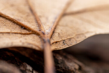 close up of a leaf