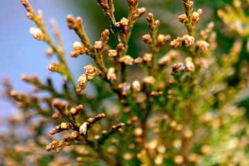 close up of branches