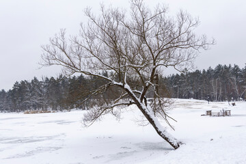 Winter landscape in the forest.