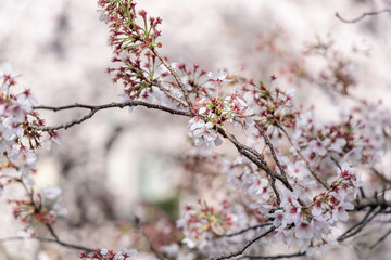 桜：さくら：Cherry blossoms（Prunus）