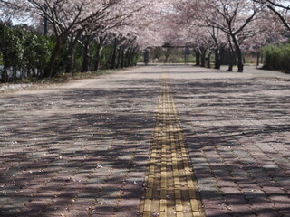 Fototapeta premium 桜が散っている道