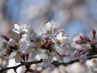 桜