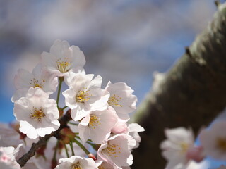 Fototapeta premium 桜