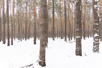 Snow-covered trees in the forest.