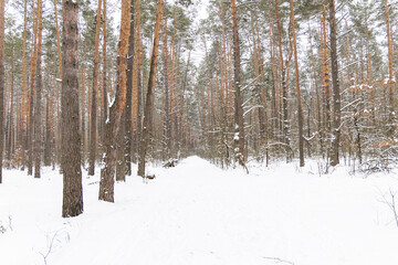 Fototapeta premium Snow-covered trees in the forest.