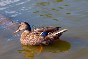 A beautiful wild duck swims in the lake. Wildlife.