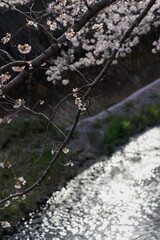 桜：さくら
