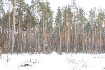 Fototapeta premium Snow-covered trees in the forest.