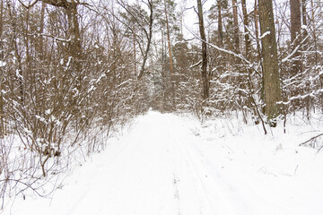 Snow-covered trees in the forest.