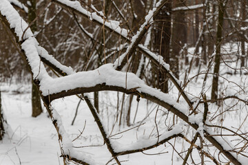 Snow on tree branches in the forest.