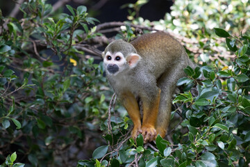 Fototapeta premium Close up Common Squirrel Monkey, Saimiri Sciureus