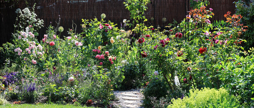 Beautiful panorama view of an english cottage garden with lots of roses and other perennial plants in bright summer sunshine	