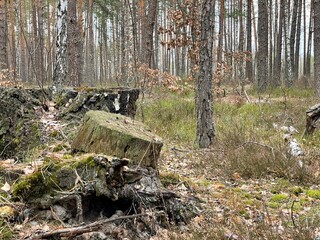 stump in forest