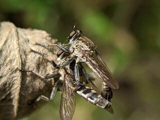 Rubber fly mating  on a tree