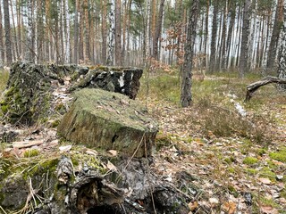 stump in the forest
