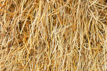 Straw texture. Abstract background, empty template, copy space.