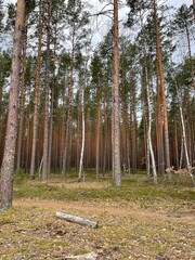 Obraz premium trees in the forest