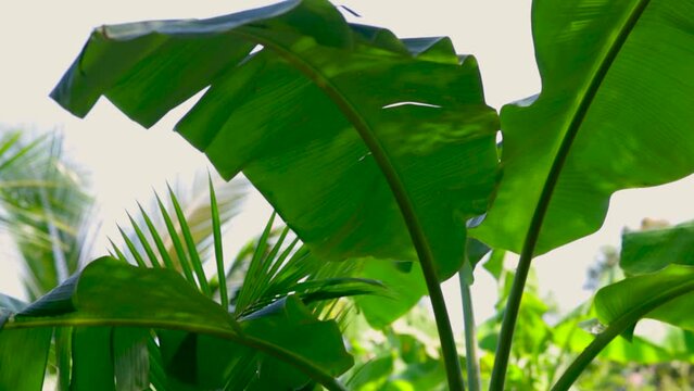 Leafs of a banana tree and coconut palm tree in a tropical garden in Ko Samui, Thailand