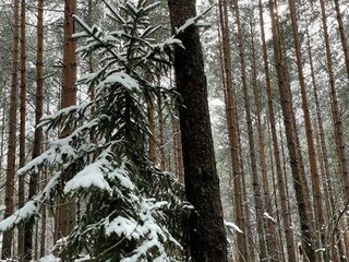 winter forest in the snow
