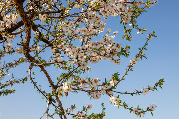 Almonds blossom on Ibiza