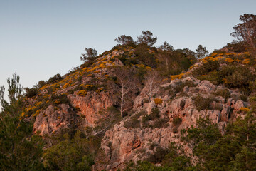 beautiful rocks with pine trees, Ibiza nature - 497009287
