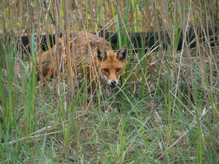 a fox that stalks in the grass
