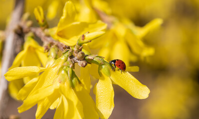 Ladybug on blooming forsythia on a spring day
