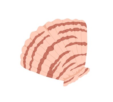 recommend clip art: Sea shell, clam. Marine undersea mollusc. Scallop mollusk icon. Ocean underwater seashell. Exotic beach fan-shaped clamshell. Nautical shellfish. Flat vector illustration isolated on white background