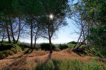 Fototapeta na wymiar Coastal path in eastern plain of Corsica. Bravonne village 