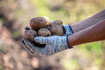 Harvesting potatoes. Good harvest. The farmer holds potatoes in his hands.