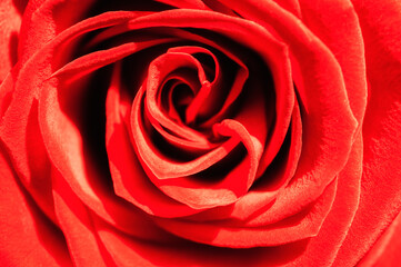 Macro close-up detail view of a beautiful red rose