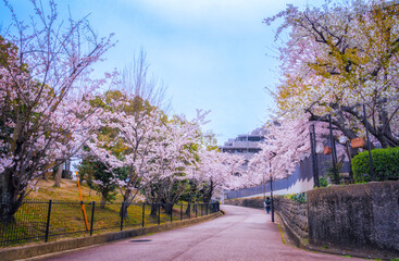 大阪府豊中市の街並みと満開の桜咲く風景