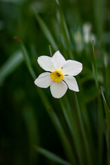 One white daffodil against a blurred background of green grass