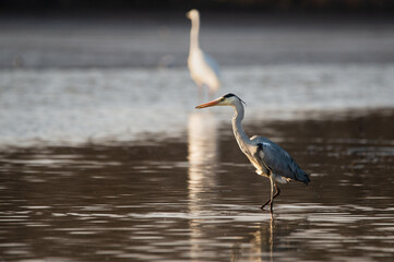 Grey heron - ardea cinerea on lowered lake