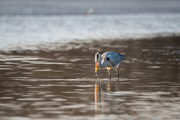 Grey heron - ardea cinerea on lowered lake
