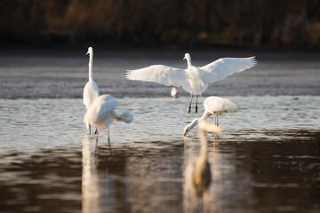 Group of Great Egrets on the lake