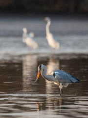 Grey heron - ardea cinerea on lowered lake