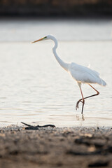 Great egret - Ardea alba in the water at morning lights