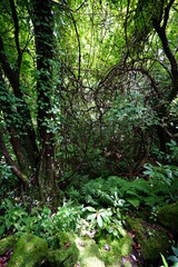 primeval summer forest with fern and old trees