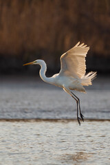 Flying Great egret over the lake