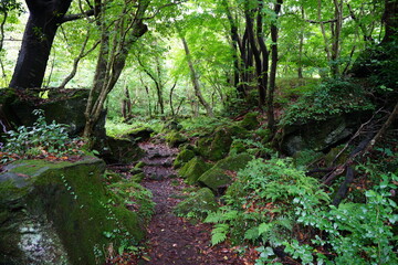 mossy rocks and pathway in summer forest
