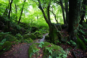 mossy rocks and pathway in summer forest
