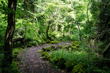 pathway to thick wild forest