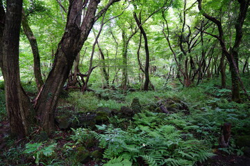primeval summer forest with fern and old trees
