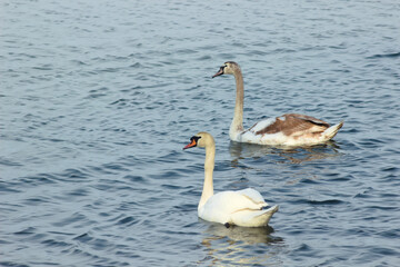 Swans on the lake on a sunny day.