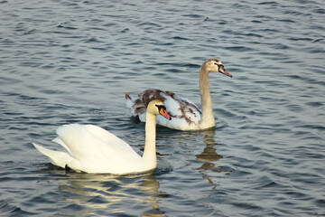 Swans on the lake on a sunny day.