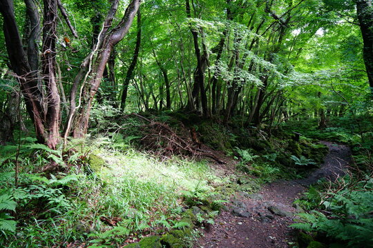 refreshing summer forest in the sunlight