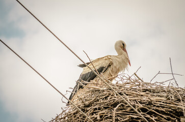 White storks sit in a built nest.