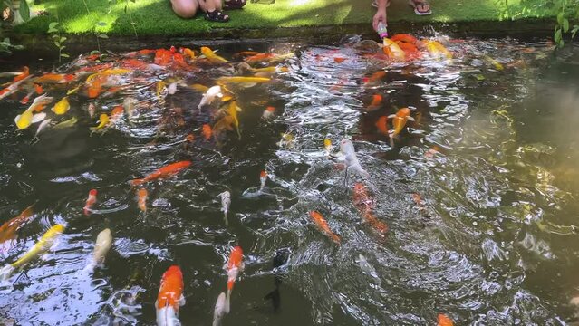 The koi fish suckling from a bottle, someone gave it to.